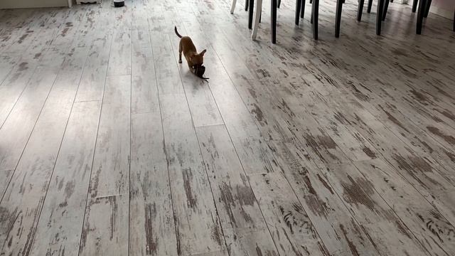 Чихуахуа: все бы так радовались встрече! Невозможно разбудить щенка. Любимые игрушки #amydog смотреть онлайн