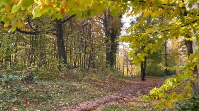 Прогулка по осеннему лесу с вечерним живым огнём в печи #звукиприроды #звукилеса #асмр #печь #asmr смотреть онлайн