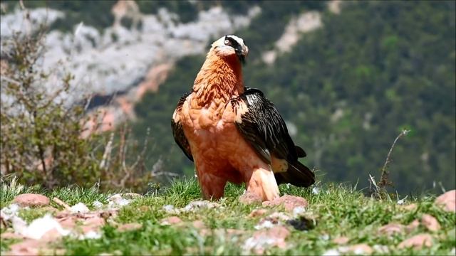 The Bearded Vulture (Gypaetus barbatus) смотреть онлайн
