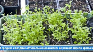 Когда сеять капусту на рассаду в 2021 году по лунному календарю