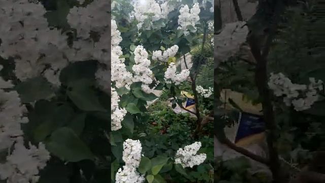 Сирень сорт "Рочестер" (карликовая) смотреть онлайн