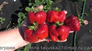 КАМРАД ПОБЕДИТЕЛЬ сорт клубники гигант из среднеспелого сегмента