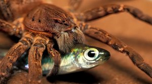 Необычный паук который охотится на рыб и лягушек. Паук рыболов