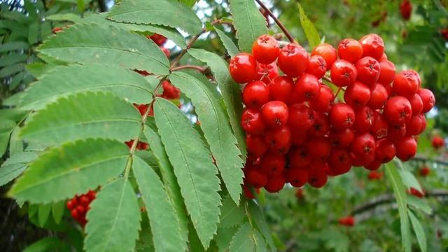 РЯБИНА - ОБЕРЕГ СЧАСТЬЯ В ДОМЕ! Магические свойства