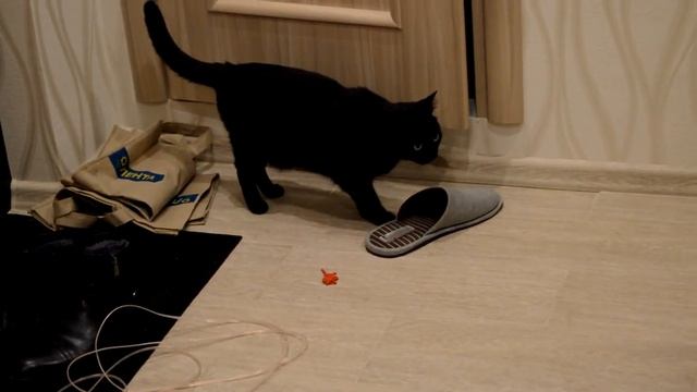 Приколы черной кошки Дикая пантера на охоте приколы, смотреть онлайн смотреть онлайн