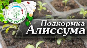 Подкормка Алиссума. Нюансы выращивания и ухода за алиссумом для ускорения цветения.