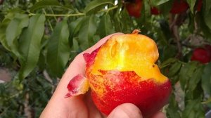 Нектарин Роуз Диамонд. nectarine Rose Diamond. Отличные плоды в этом году!