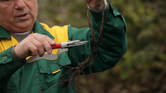 Как правильно сажать кустарники на даче смотреть онлайн