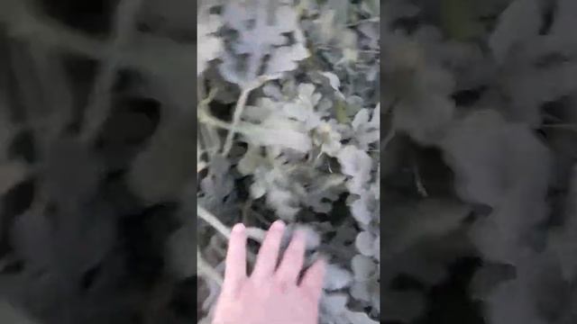 Арбуз Маристо F1 ENZA ZADEN Голландия. Тарбузи Маристо F1. смотреть онлайн