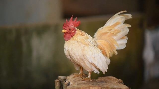 ЗВУК ПЕТУХА.? Или как говорит петух 3. ПЕТУХ ПОЕТ. КРИК ПЕТУХА. Кудахтанье или голос курицы.ГРОМКО?