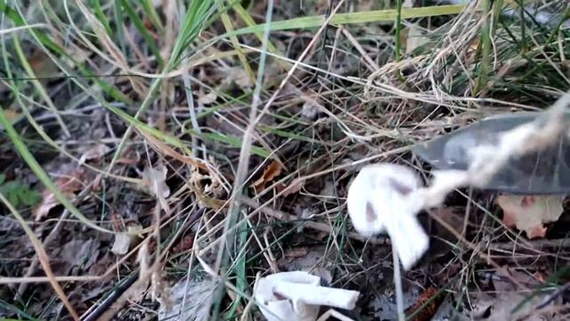 Шампиньоны??? смотреть онлайн