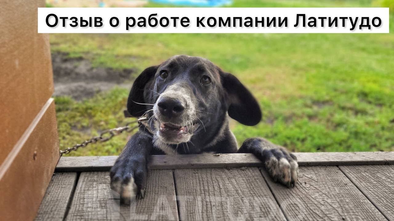 Отзыв клиента о работе компании Латитудо. смотреть онлайн