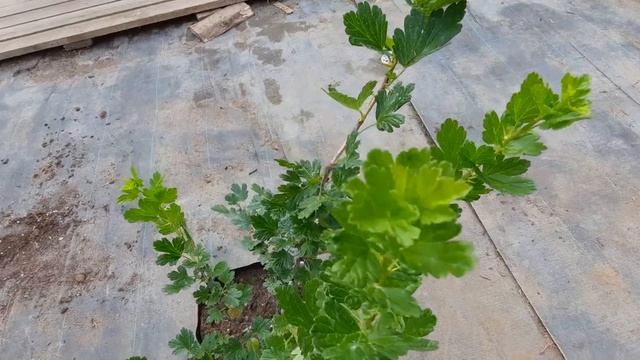 Крыжовник Финский смотреть онлайн