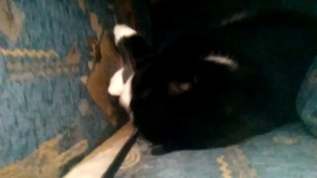 Разбудили зверька в норке смотреть онлайн