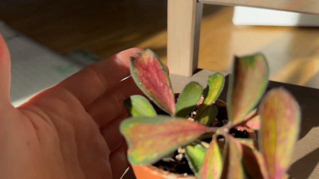 Hoya Manipurensis Philo-хойя не для новичков?!