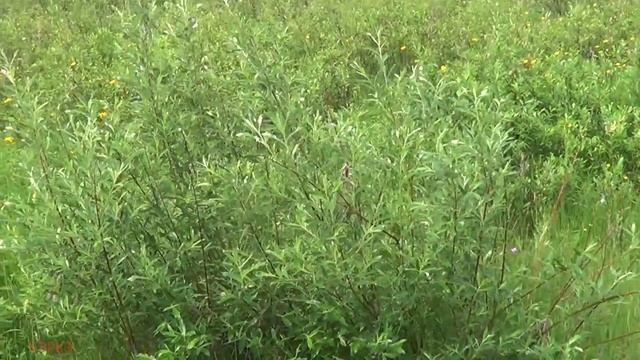 ДИКИЙ ЛУК. СОБИРАЕМ И СОЛИМ. ЗАГОТОВКА ЛУКА.