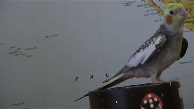 корелла поёт смотреть онлайн