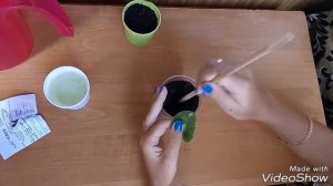 Фиалки. Как посадить лист фиалки с корешками. Размножение. Листик укорененный в воде сажает в землю