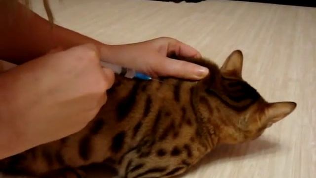 Укол кошке подкожно (укол в холку) видеоролик. смотреть онлайн