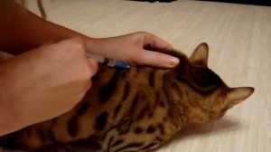 Укол кошке подкожно (укол в холку) видеоролик.