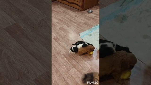 кавалер кинг чарльз спаниель, 1,5 мес смотреть онлайн