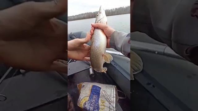 Разрыв спиннинга 2!!! бешеная щука!сегодня была жара, полное видео смонтирую и добавлю после выходн смотреть онлайн