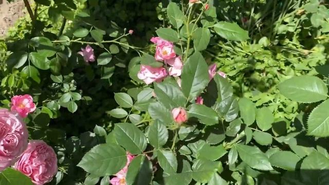 Роза Constance (Констанция)??? смотреть онлайн