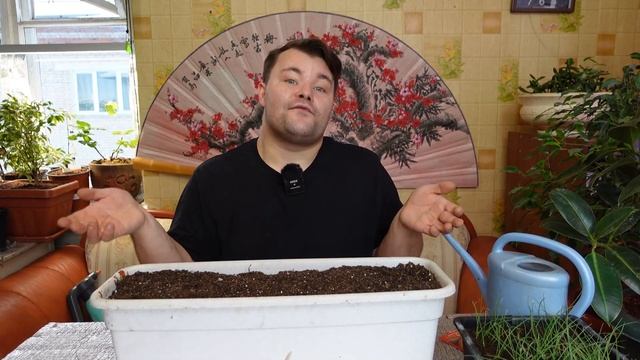 Лук чернушка продолжение. ЧТО ДЕЛАТЬ ДАЛЬШЕ? А ДАЛЬШЕ #ПИКИРОВКА. КАК, ВО ЧТО И КОГДА в этом видео. смотреть онлайн