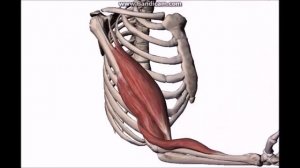 Мышцы и фасции плеча и пояса верхней конечности: строение, функции, кровоснабжение, иннервация
