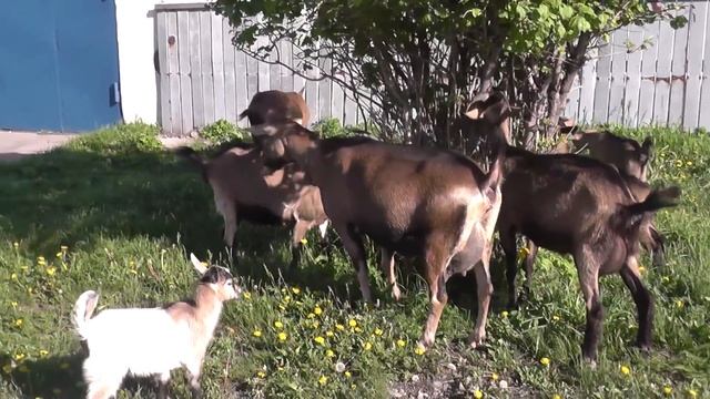 Коза которая не покрывается.. смотреть онлайн