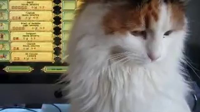 Stickers the Cat Interview смотреть онлайн