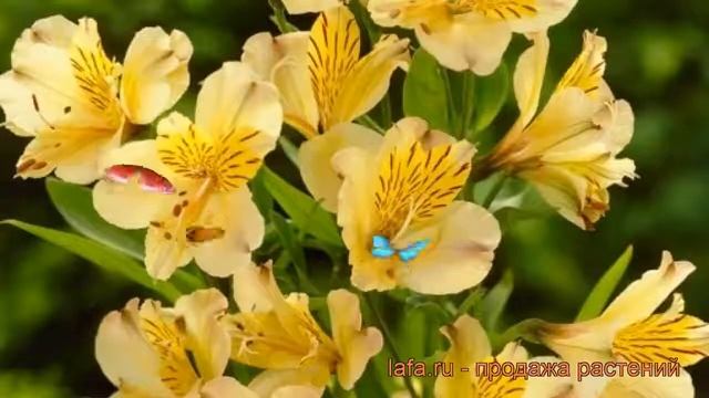 Лилия золотистая Лютея (alstroemeria Aurantiaca Lutea) ? обзор: как сажать, рассада лилии Лютея