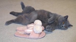 БРИТАНСКАЯ КОРОТКОШЕРСТНАЯ ПОРОДА КОШЕК. Все о Породе