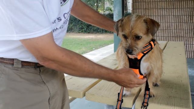 Chai's Choice Dog Harness | How to put the collar on your dog смотреть онлайн