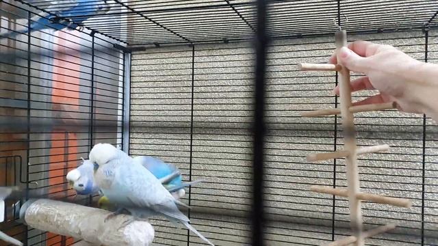 Новые игрушки для Банды волнистых Попугаев смотреть онлайн