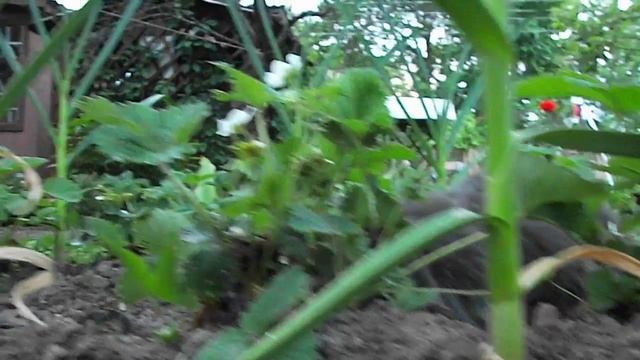 Продвигаемое. Кошка Гришка ловит мышь смотреть онлайн