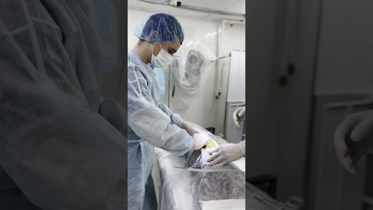 Американский булли плохо ходит #межпозвоночнаягрыжа #бульдог #ветеринария #животные смотреть онлайн