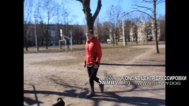 Как гулять с собакой? Как научить собаку слушаться на улице? Дрессировка декоративных пород смотреть онлайн