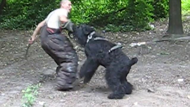 Русский черный терьер.Тренировка.Ласка смотреть онлайн