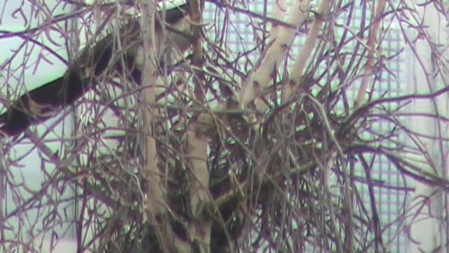 сороки возводят гнездо ч 2 смотреть онлайн