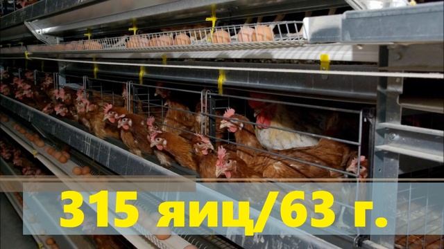 Яичный пулемёт. Максимально продуктивные куры несушки.