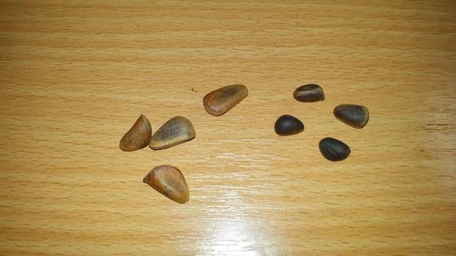 Корейский и сибирский кедры. Орехи. Выращивание кедров.