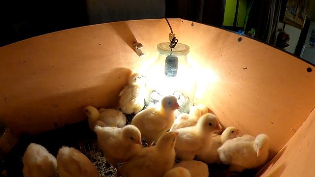 Птица растет. смотреть онлайн