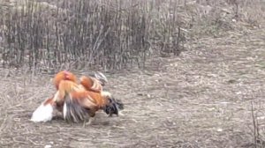 БОЙ петухов.