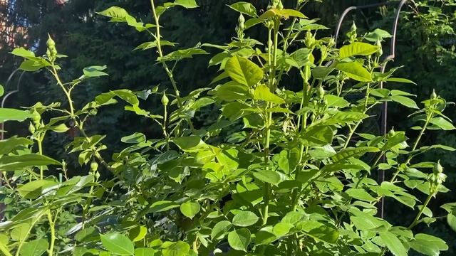 РОЗЫ В САДУ. РАЗОБЛАЧЕНИЕ И ОБМАН? смотреть онлайн