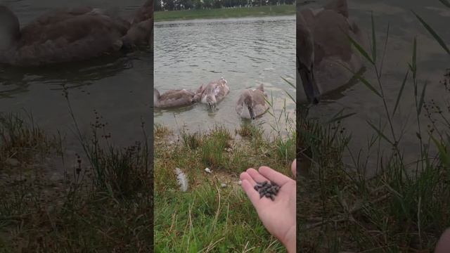 Лебеди на озере смотреть онлайн