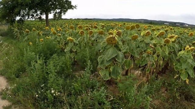 [03] Das haben wir uns anders vorgestellt - Mit dem Rad durch Österreich, Slowakei und Ungarn смотреть онлайн