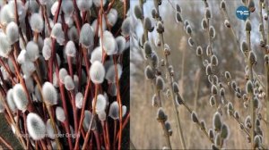 Пасхальный ликбез. Тележурнал "Точнее" —  26.04.19