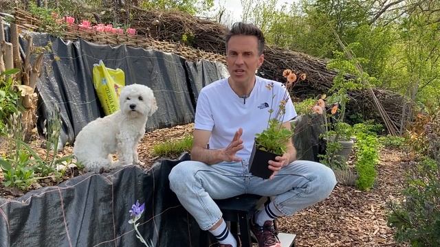 Planting geum Mai Tai. Planting bearded iris variegata. How to plant geum. Garden. Baltic Gardening смотреть онлайн