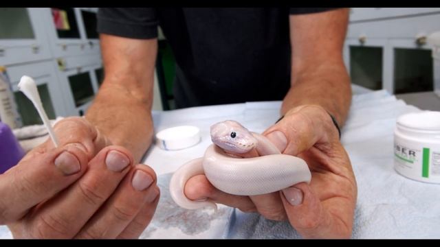 WHATS INSIDE? BALL PYTHON IS FULL OF LIQUID - SAVING A SNAKE ! смотреть онлайн